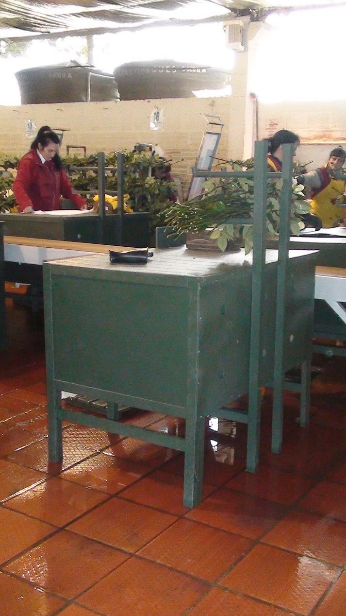 poscosecha puestos y estaciones de trabajo pos cosechas beneficiar cosecha selección clasificación de cosechas mesas para clasificar y seleccionar cosechas bandas transportadoras empacadoras 05 poscosecha puestos y estaciones de trabajo pos cosechas beneficiar cosecha selección clasificación de cosechas mesas para clasificar y seleccionar cosechas bandas transportadoras empacadoras 05